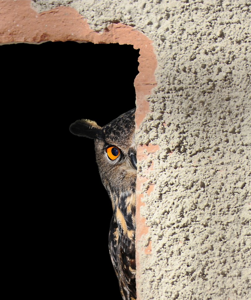 comprendre candaulisme image d 'un hiboux qui regarde quelque chose caché derrière un mur