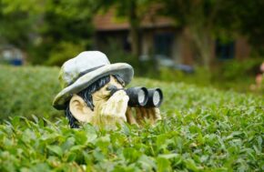 le candaulisme résumé par un visage d'une statut qui sort des buissons avec des jumelles