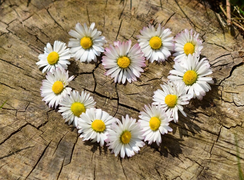 Un cœur de fleur sur un arbre pour quand le développement personnel et les rencontres en ligne s’unise