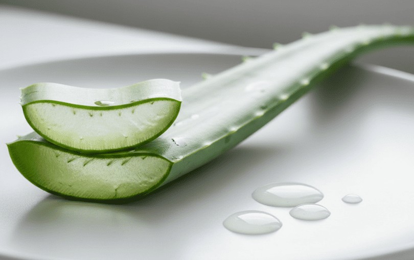 Feuille d’aloe vera fraîche coupée montrant le gel transparent naturel utilisé dans les lubrifiants intimes bio